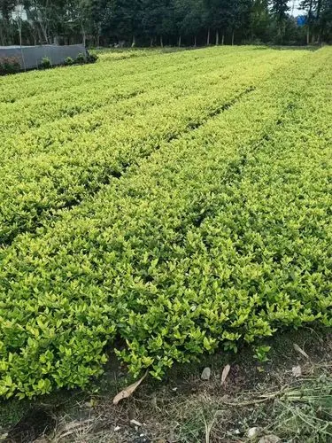 mile·米乐m6：网球拍的磅数有什么意义